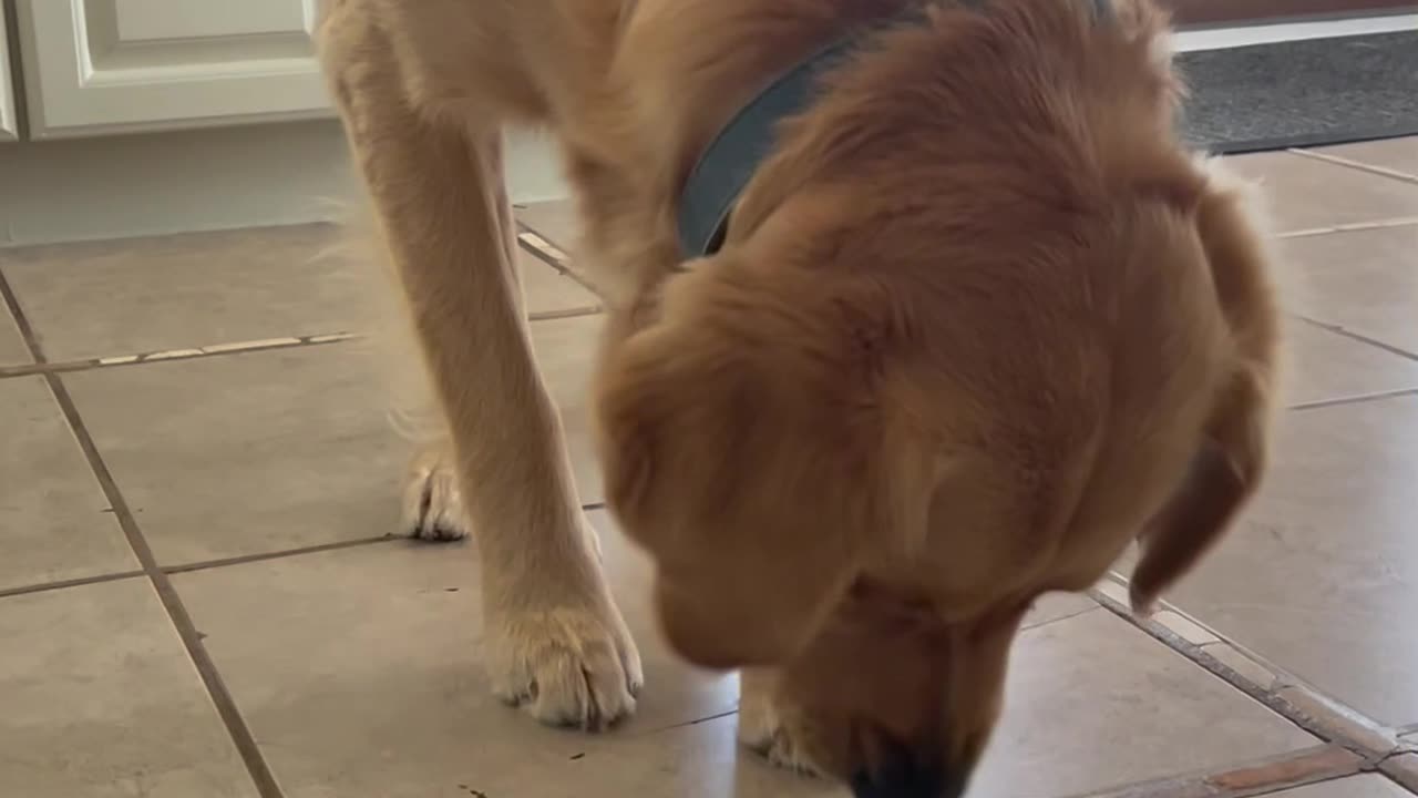 Golden retriever eating spaghetti