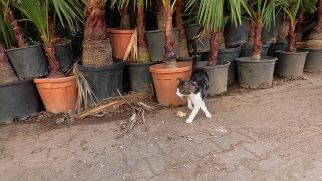 Beautiful striped cat meowing so cute