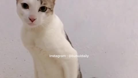 5 penyebab kucing pipis di kasur pemiliknya