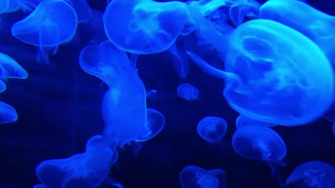 DEEP OCEAN - Drifting Jellyfish with Ambient and Calming Music for Relaxation-16