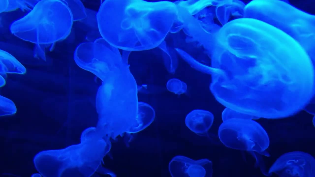 DEEP OCEAN - Drifting Jellyfish with Ambient and Calming Music for Relaxation-16