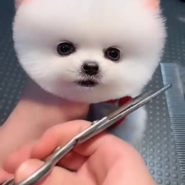 beautiful puppy to brighten your day 🥰