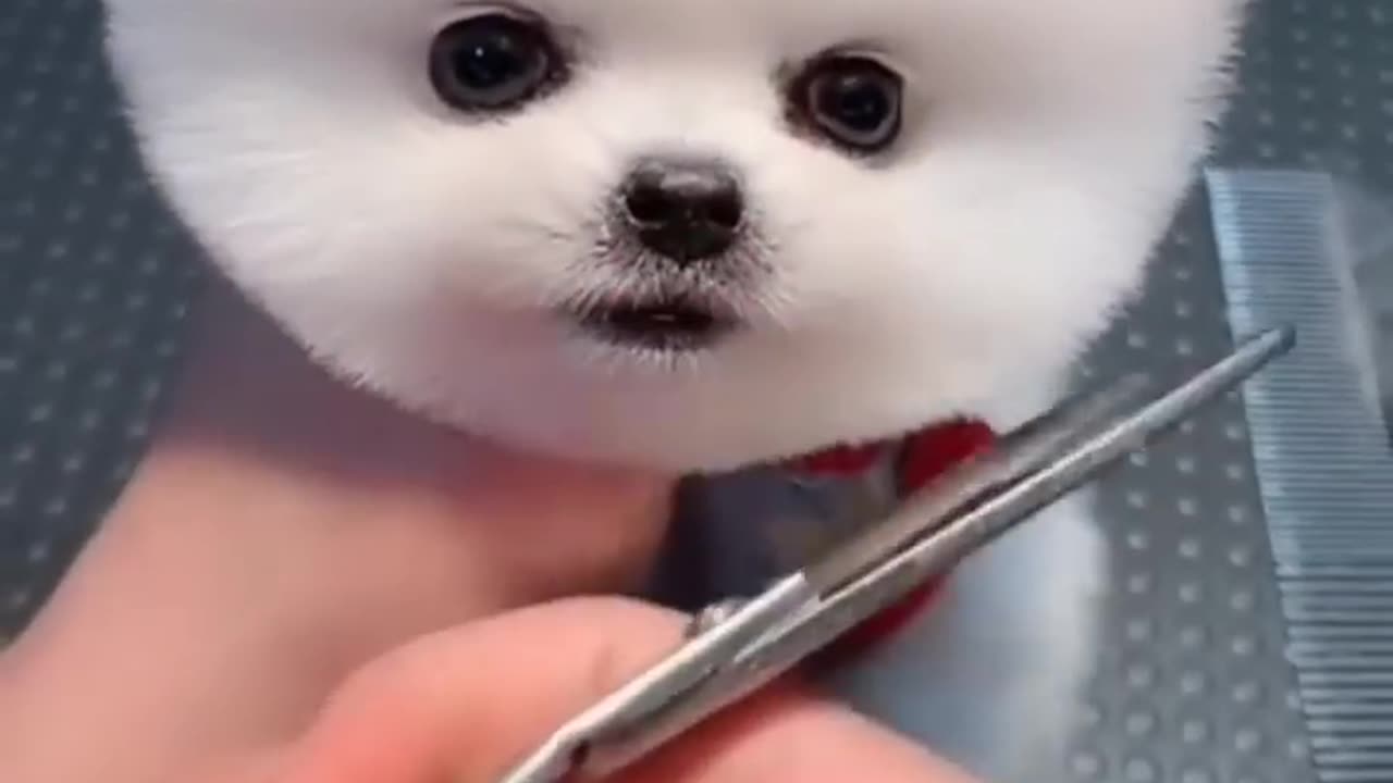 beautiful puppy to brighten your day 🥰