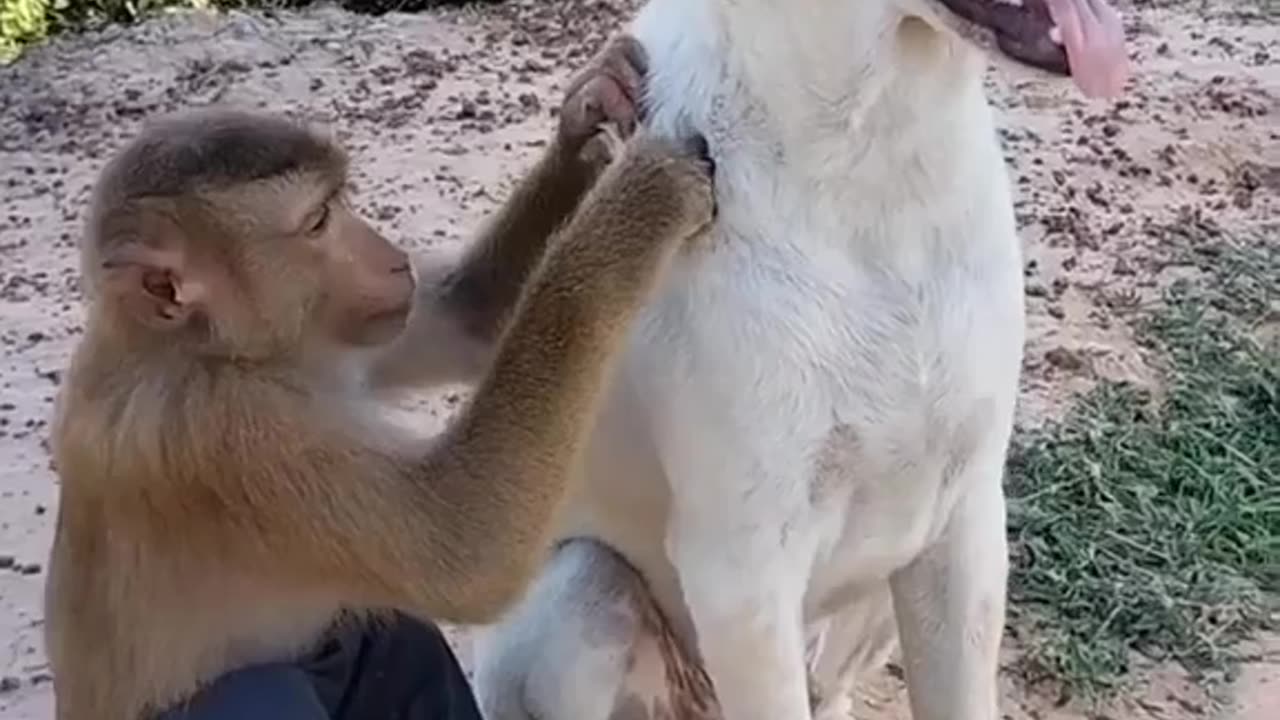 Funny animals video