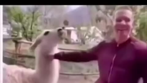 Funny_Animal_Short_Videos___Pets_Shorts___Funny_Videos_%23Shorts(360p)(1)