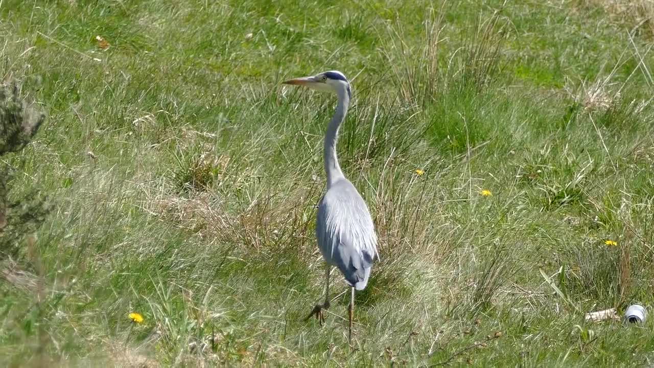 Bird Heron Water Nature Animal Wild Wildlife