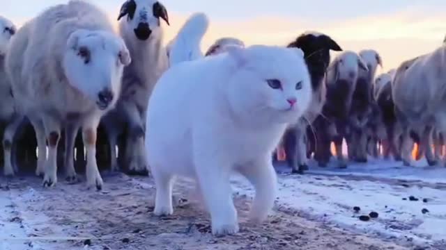 Cat Attitudes with goat | Cute Cats forceful Entry