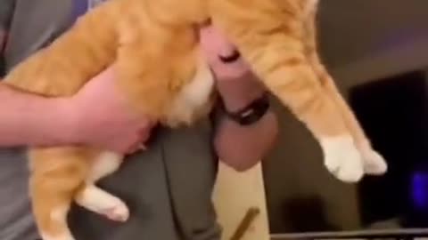Cat machine gun
