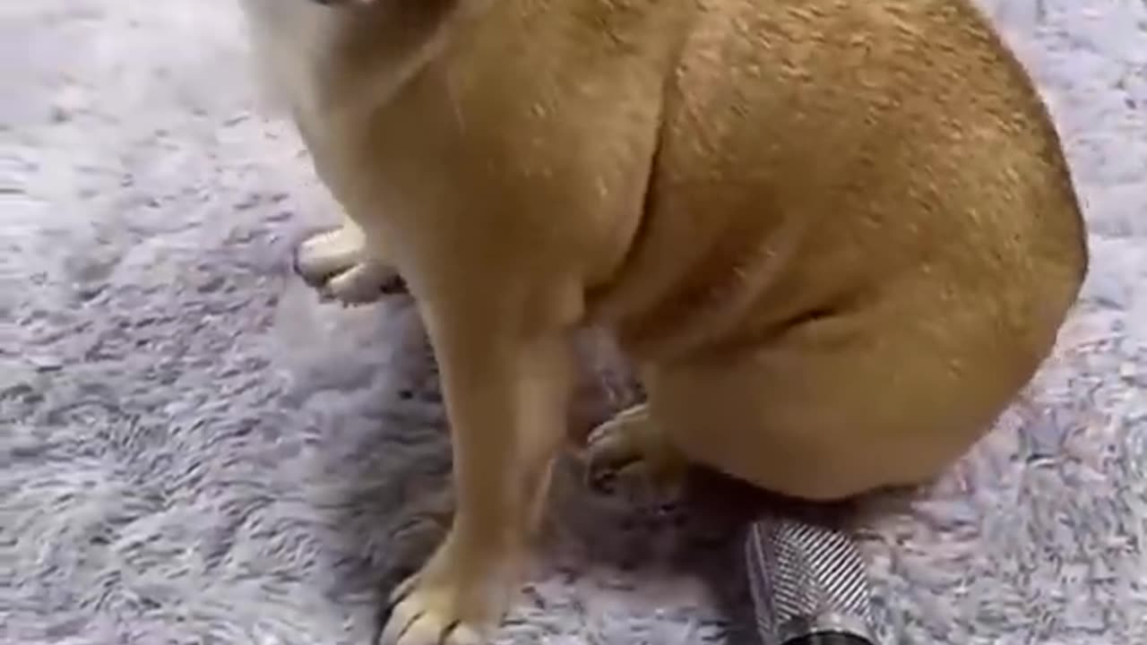 funny animal cat