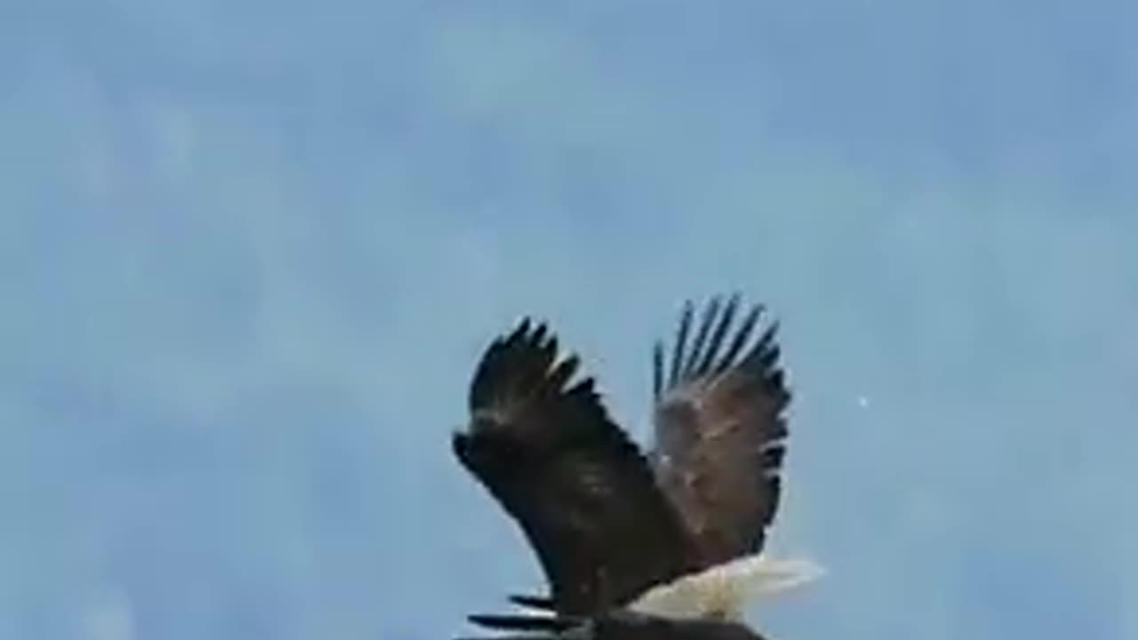 Amazing Eagles