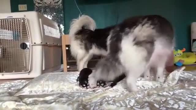 a family of five good happy puppies.