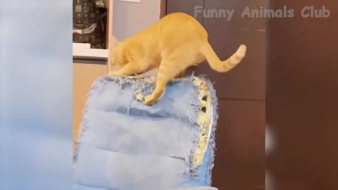 Funny Animal Videos 2023 Best Dogs And Cats Videos