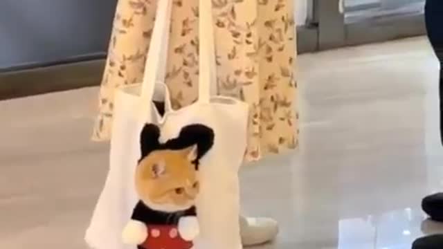 Funny And Cute Cats😹#3 | Viral Clips | Pet Life | #shorts #short #viral #tranding #popular #cat #yt