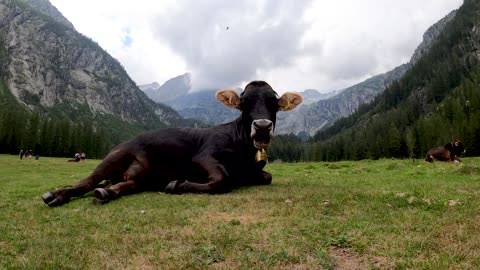 Cow Animals Mountains Panorama Landscape