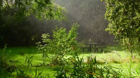 Rain in the Forest at night