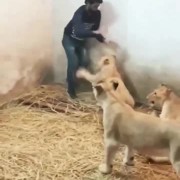 Lion's Attack on boy 😭😰