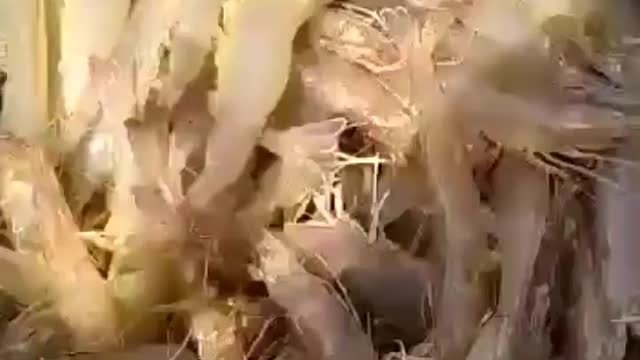 This is a beautiful and charming water-dwelling species