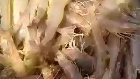 This is a beautiful and charming water-dwelling species