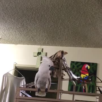 cookie the Cockatoo yells for her human Dad to COME BACK RIGHT NOW
