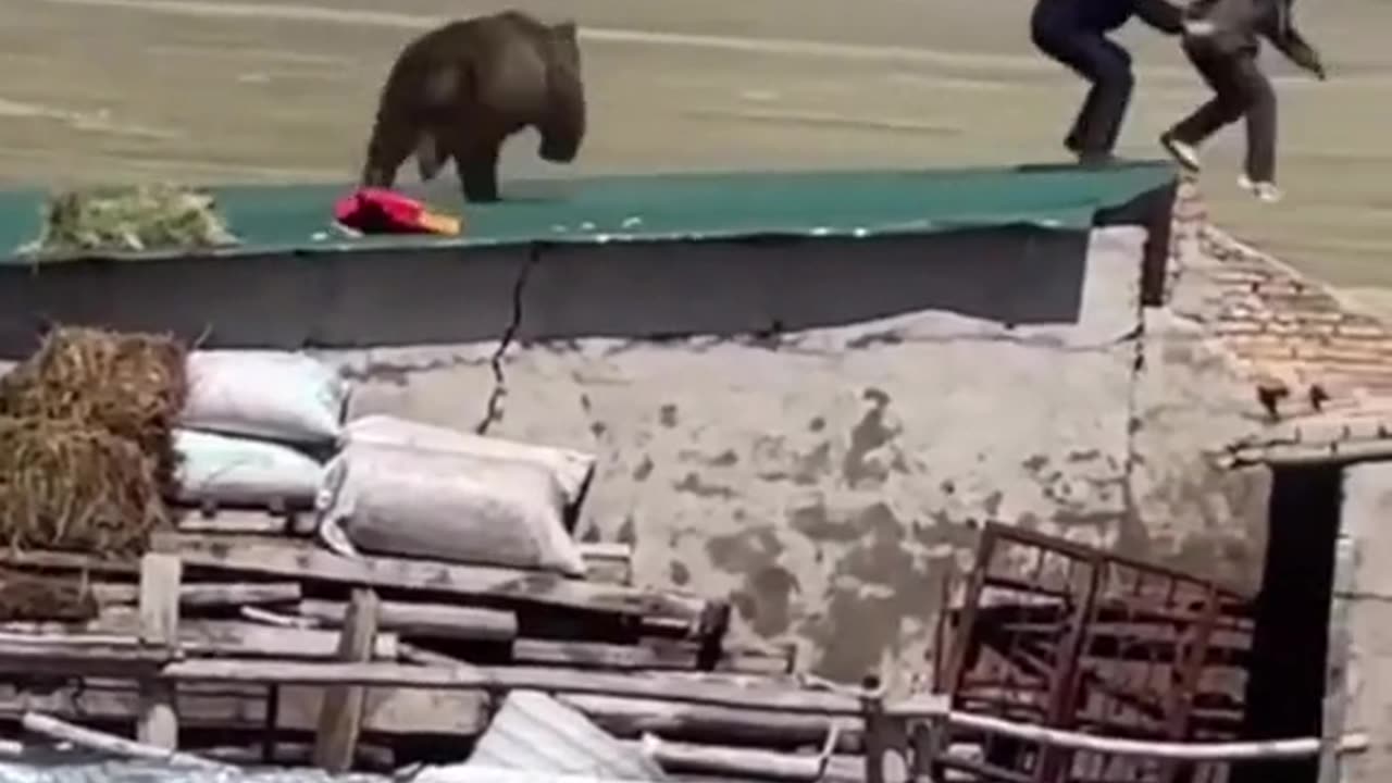 Bear almost maul this man!