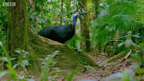 Filming The World's Deadliest Bird | Wild Stories | BBC Earth