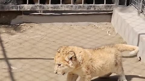 Dog want play with little lion