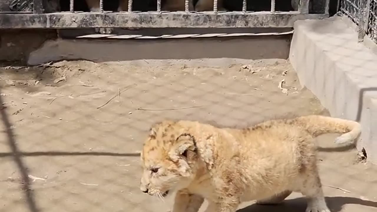 Dog want play with little lion