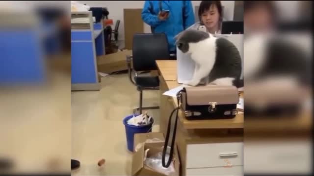 Cats funny video