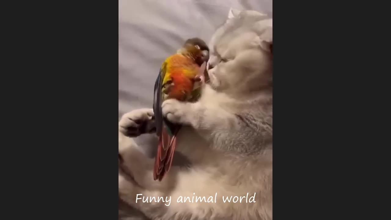 Funny Animal Videos "Try Not To Laugh" Funny Cat2