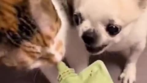 cat and dog