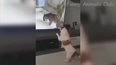 Funniest Cats And Dogs Videos