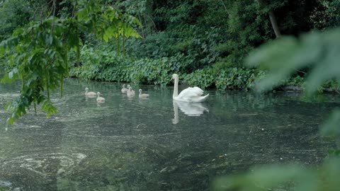 Funny Ducks