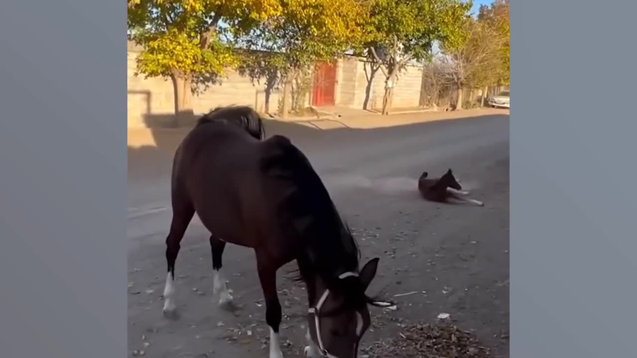 Hilarious Wake-Up Call: When Animals Oversleep at Work
