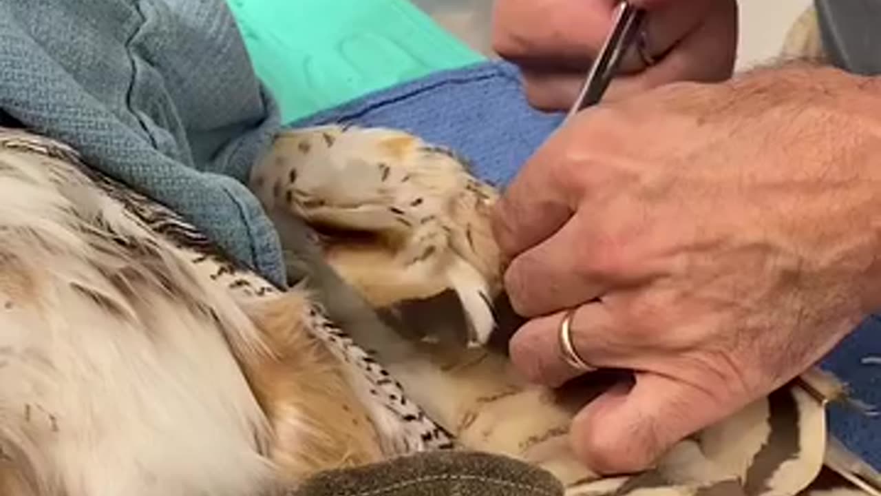 Attaching Donor Feathers To An Owl