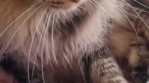 Lovely cutest animals | Cute Animals#96 #funny #cute #fyp#shorts