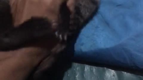 cute weasel baby