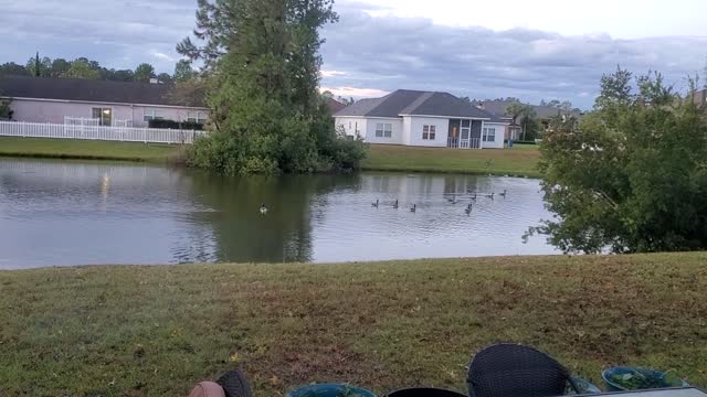 Watching the Geese Cruise