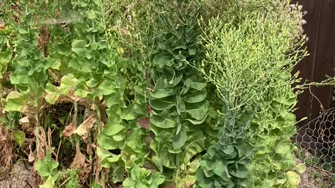 Lettuce plant almost ready to harvest for seed