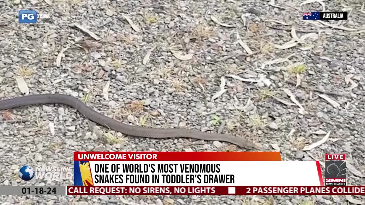 One of world's most venomous snakes found in toddler's drawer