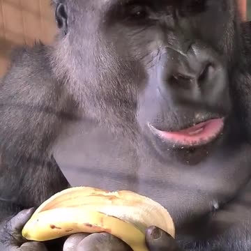 Adorable Gorilla Chows Down on a Delicious Banana