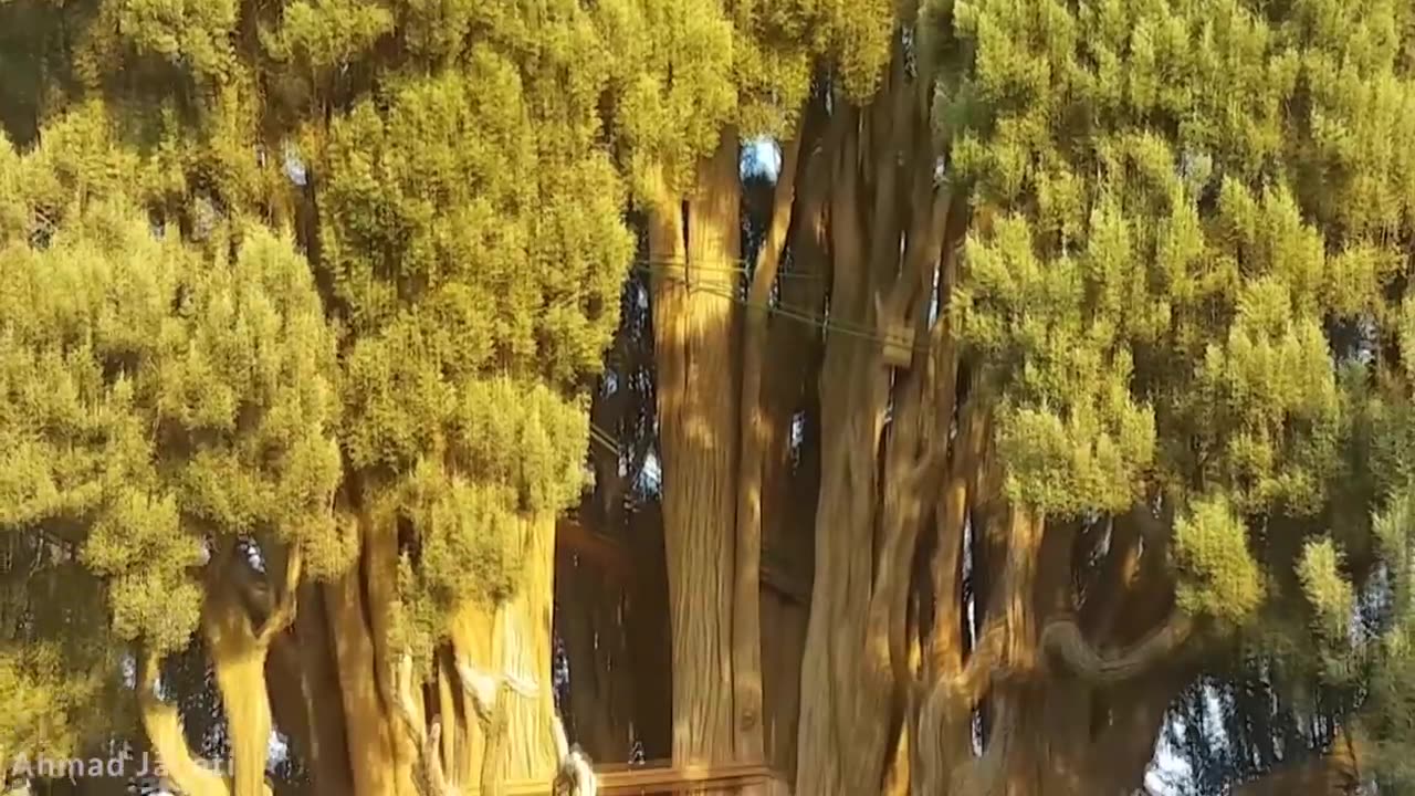 Top 15 OLDEST Trees Still Living