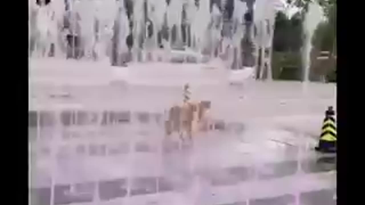 funny animal Dog video