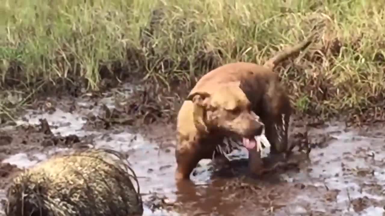 Porcupine Too Aggressive! Defeat Lion, Pitbull, Leopard-Most Amazing Moments Of Midnight Battles-12