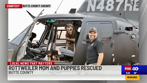Rottweiler mother and puppies rescued from California's Park Fire