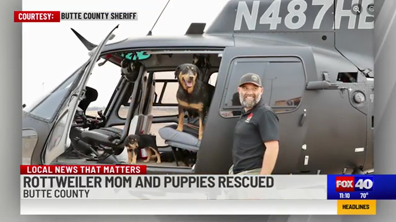 Rottweiler mother and puppies rescued from California's Park Fire