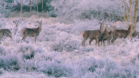 Collection of Wild Animals
