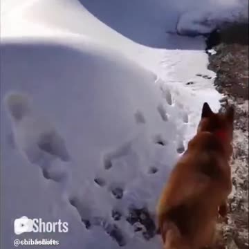 sometimes you just have to face plant