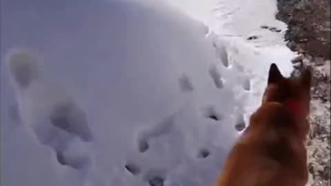 sometimes you just have to face plant