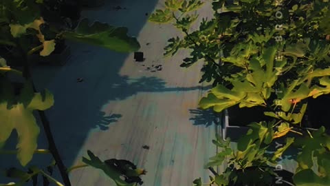 fig gardening