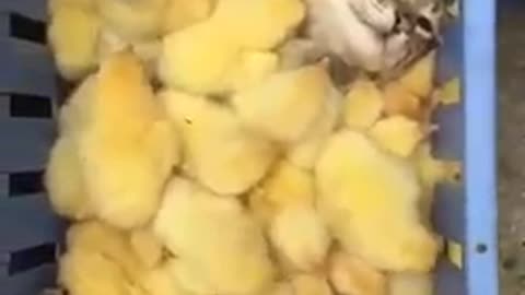 Funny Cat Videos 2023 #shorts